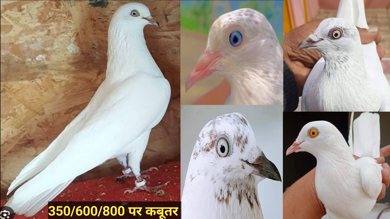 9/3/26/ यूपी सहारनपुर के गांव के पंजाबी मालवाई मंद्रासी कबूतर उड़ाने की फुल गारंटी 350/600/800 पर 🕊️