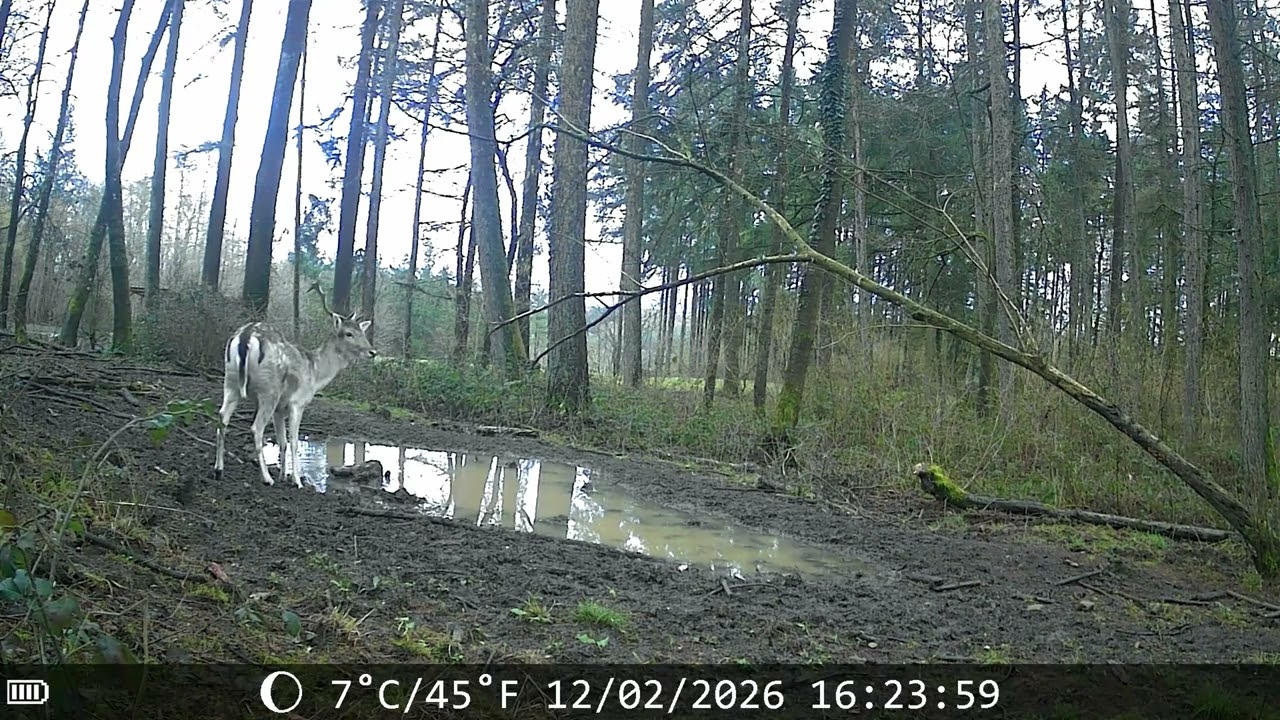 Camera piège animalière,  Ardenne belge février 2026