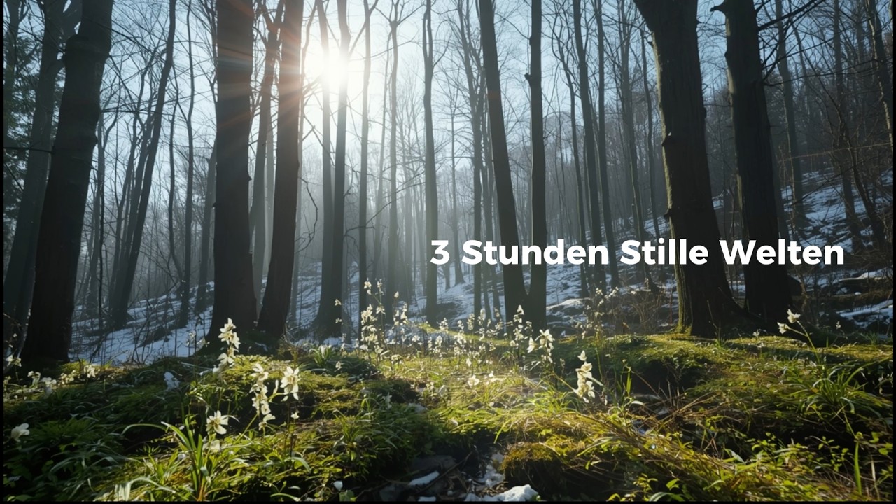 3 Stunden Stille Welten | Wald, Ozean, Wasserfall, Berge & Nachtstille Ambient