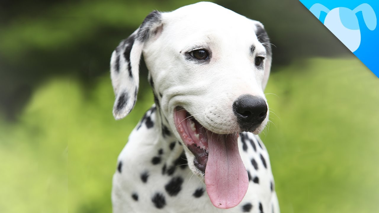 Dalmatian Facts