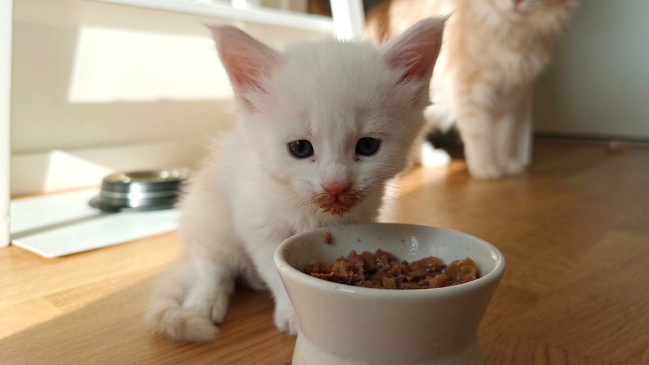 Котята впервые пробуют еду!