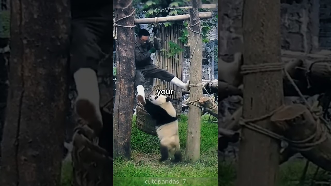 Вот каково это — быть няней-пандой 😇 