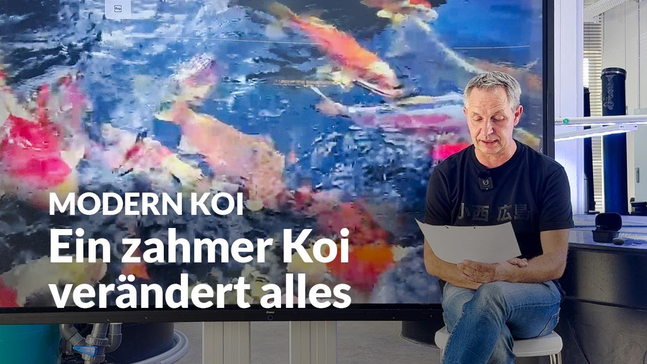 So werden scheue Koi schnell zutraulich | Modern Koi Blog #7616