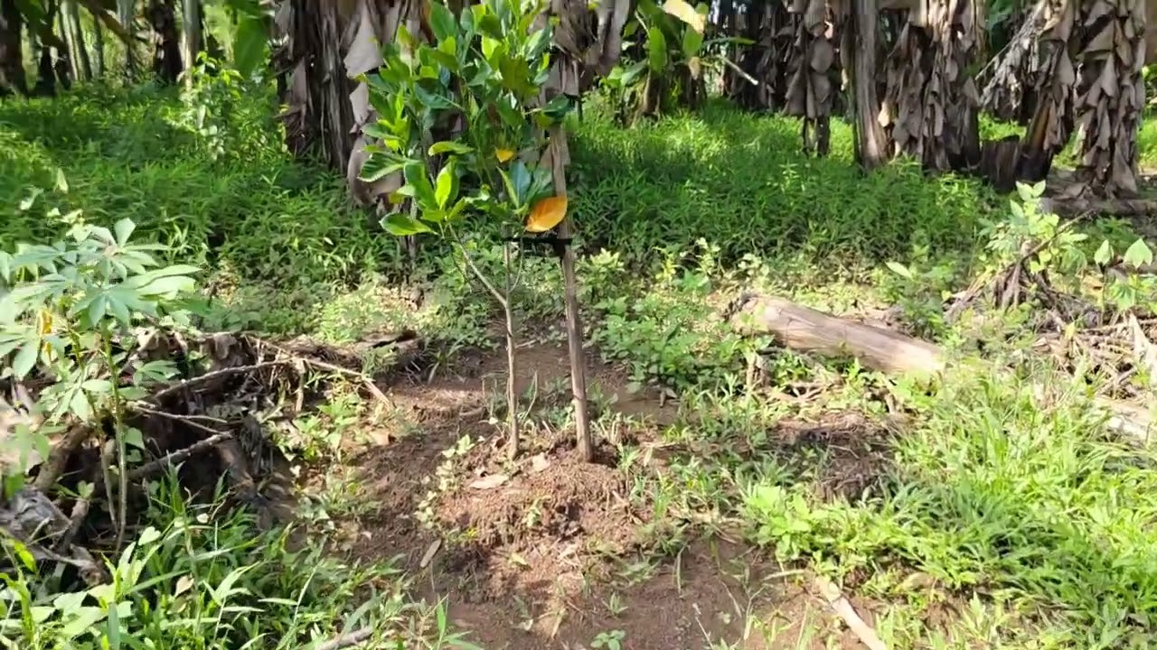 BERSIH-BERSIH KEBON SAMBIL MANEN YANG ADA 