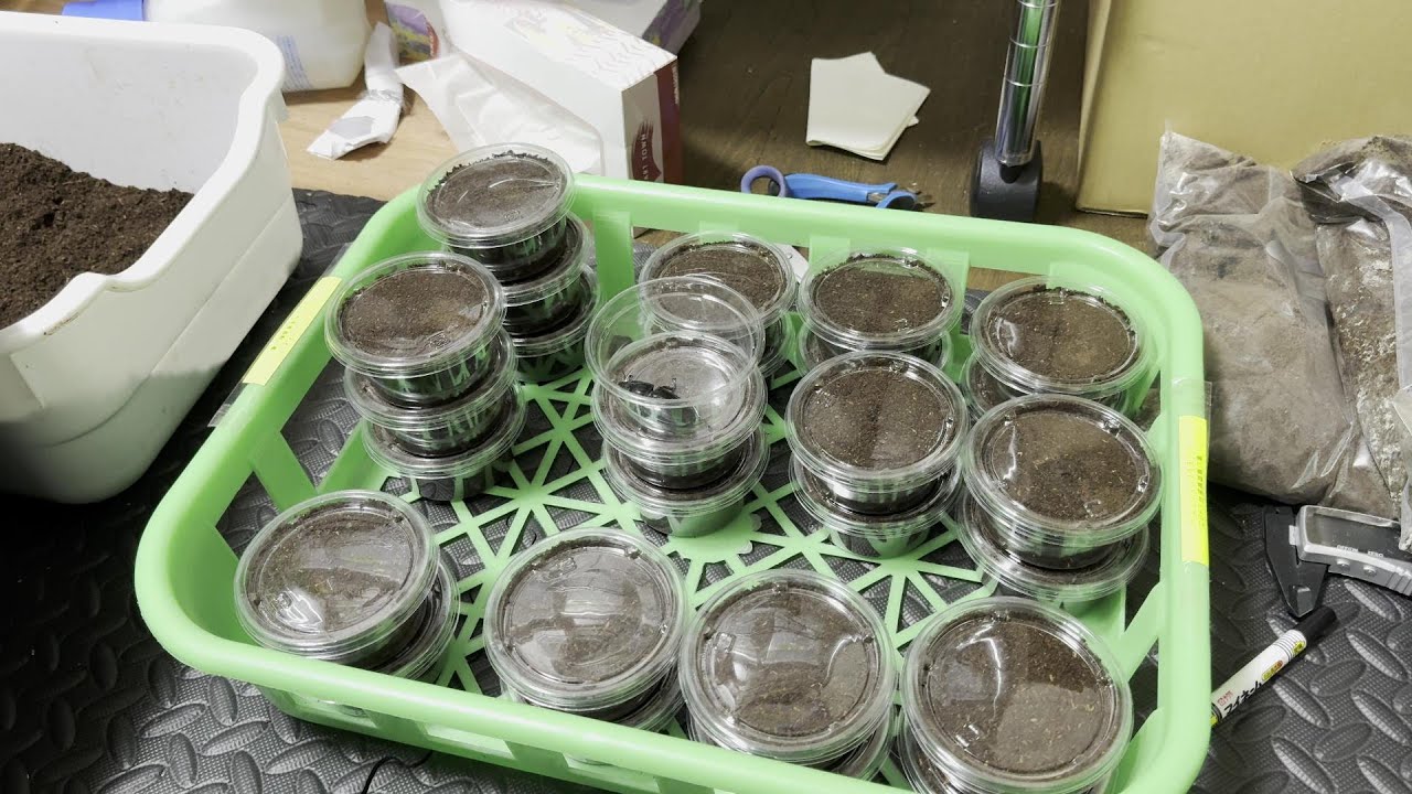 【産んでた】シェンクリングオオクワガタの産卵セット割り出し