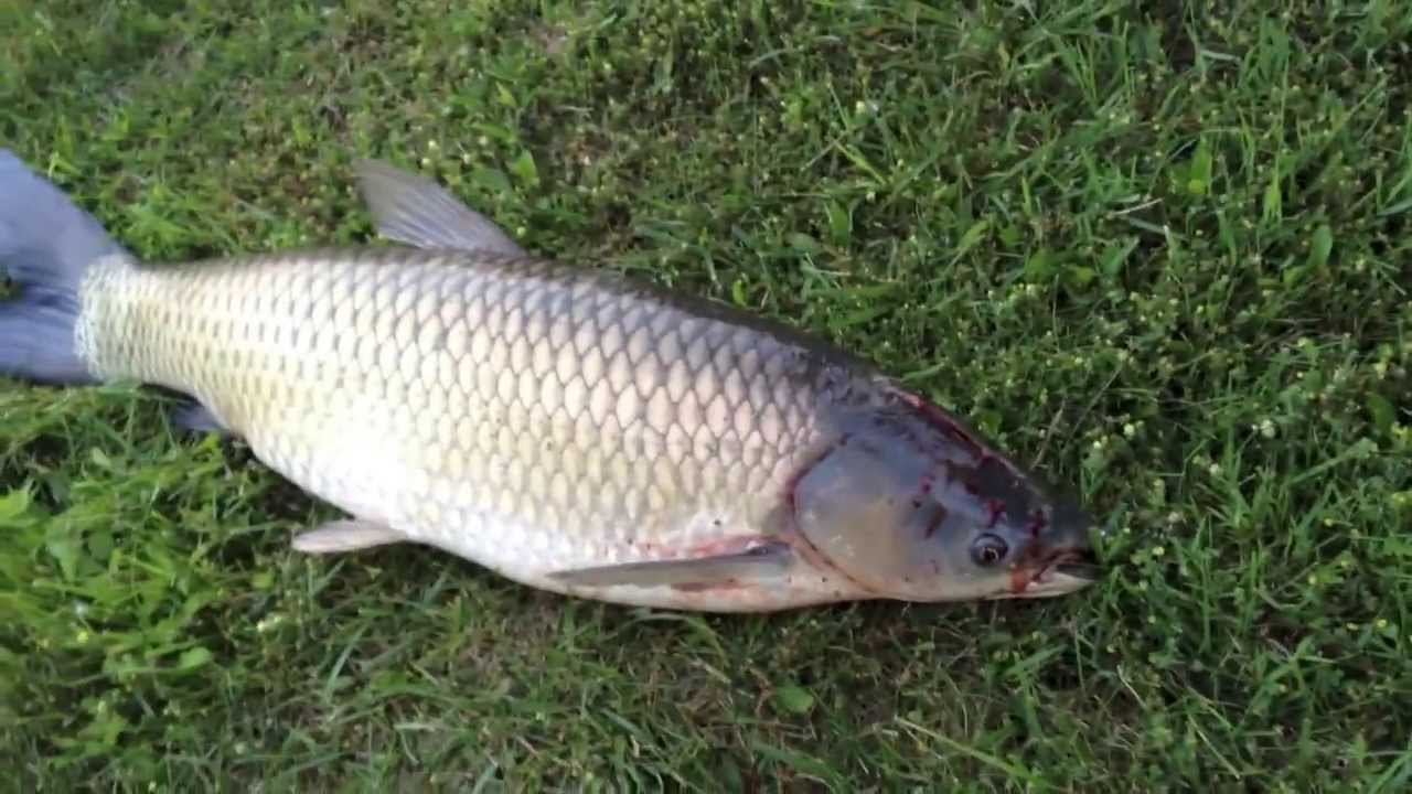 Grass Carp, an Asian Invader