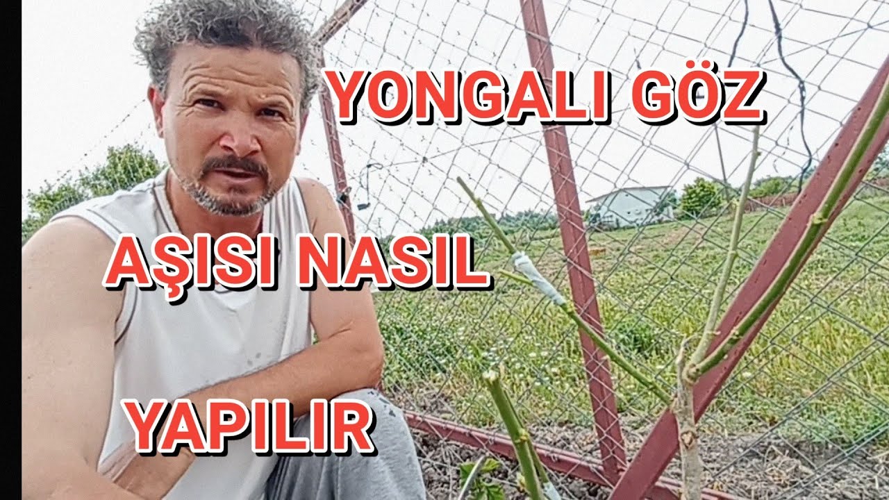 YONGALI GÖZ AŞISI, DUT FİDESİNİ AŞILIYORUZ