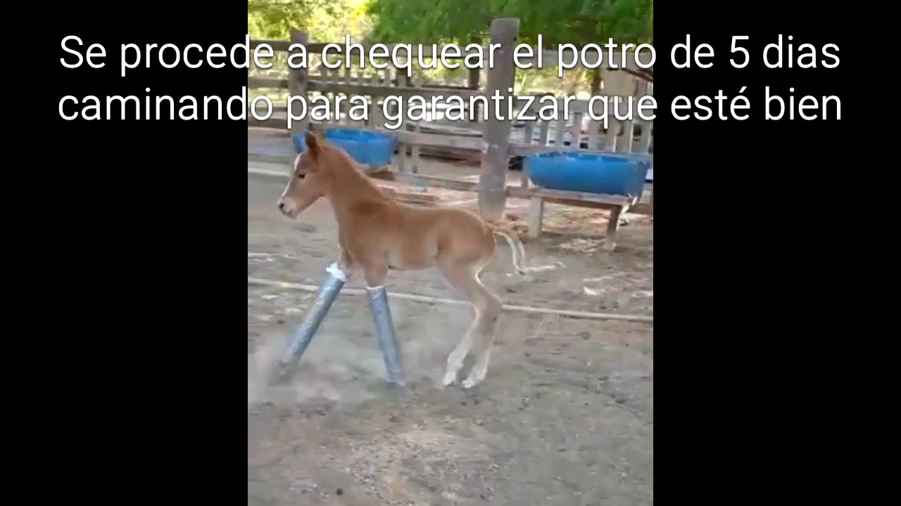 Potro 5 días nacido Deformidad Flexural congénita y Carpus Varus. Dr. Carlos Federico Rodríguez G.