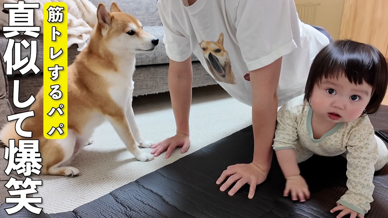 運動するパパの真似を始める1歳児と柴犬が可愛すぎましたwww