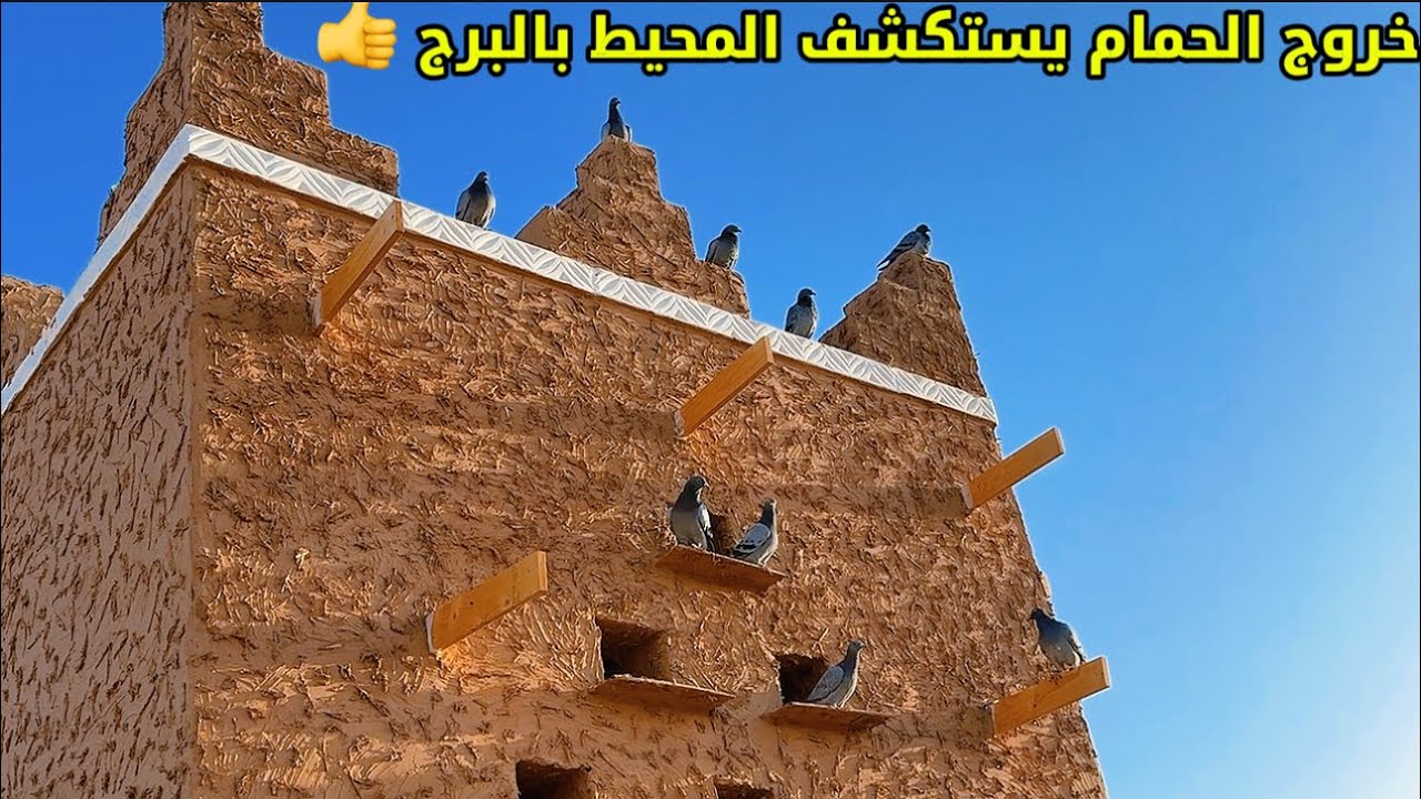 ذكر الحمام يتزاوج انثتين ويولفهم في صندوق واحد 🕊️🕊️😅👌