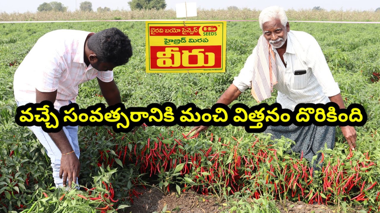 ఈ విత్తనంతో మిరపసాగులో కొత్త వరవడి | Chilli seeds in telugu | veeru mirchi seeds | Mirapa vithanam 