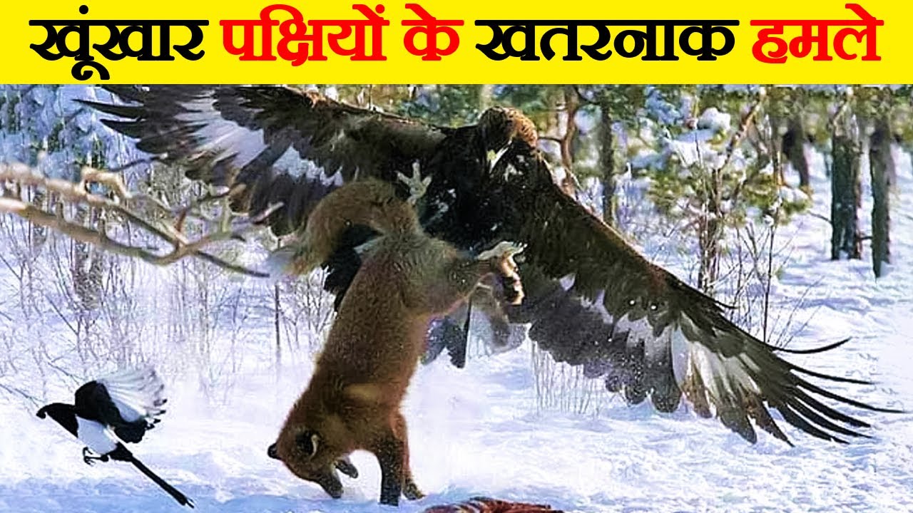 खूंखार पक्षियों का जंगली जानवरों पर किया गया  खतरनाक हमला | Deadliest Birds Attacks On Wild Animals