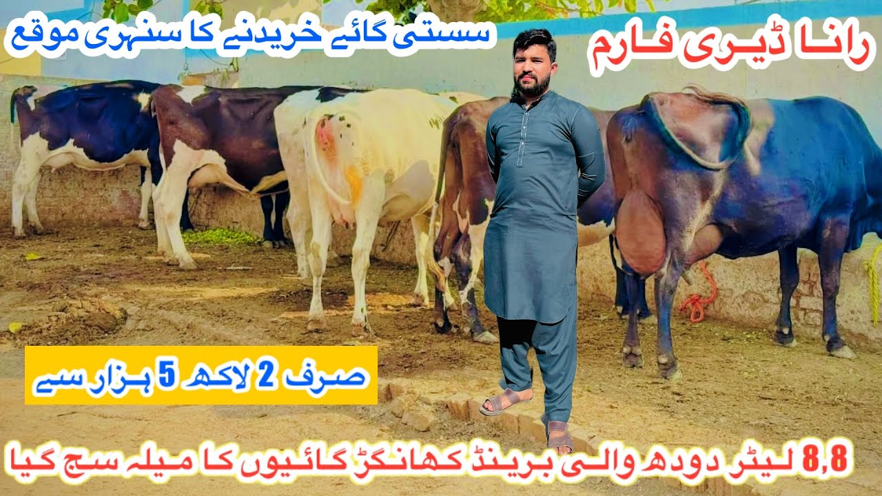 Rana Dairy Farm || Top Class Australian HF Cows For Sale || Khangar Cows For Sale | 14 November 2025