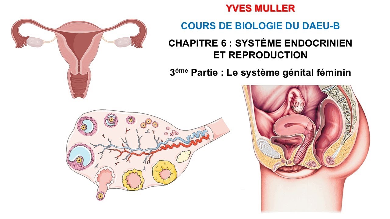 Chapitre 6 - 3ème Partie : Le système génital féminin - Cours de Biologie du DAEU-B