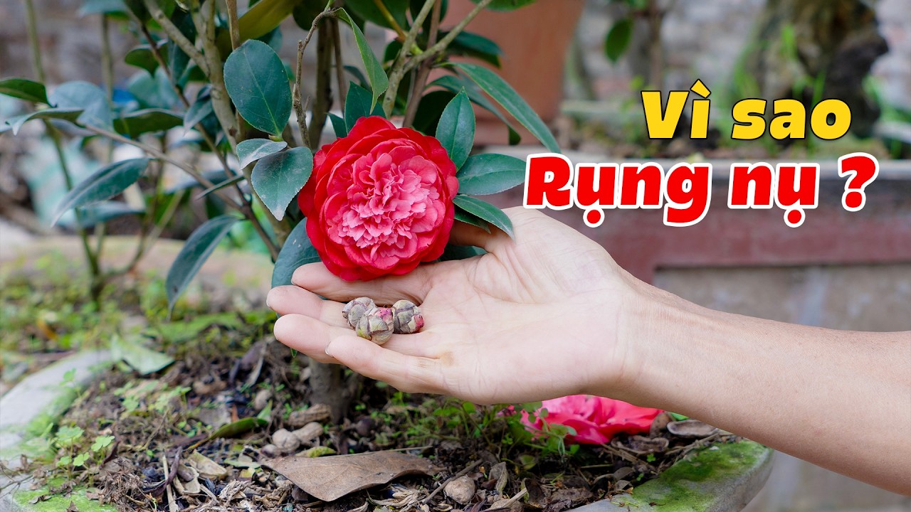 NHỮNG CÂU HỎI VỀ TRÀ MY (Phần 3) | Bạn Hỏi – Bác Nông Dân Trả Lời Chuyên Sâu