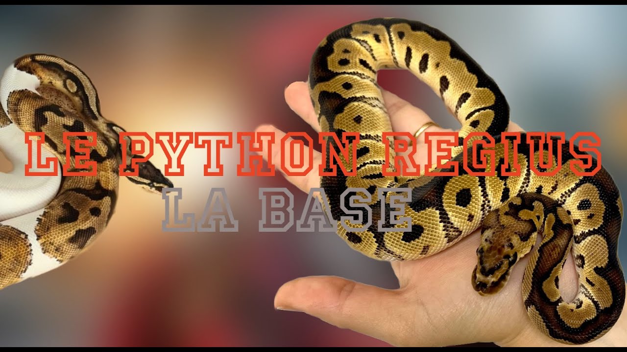 Python Regius - La base