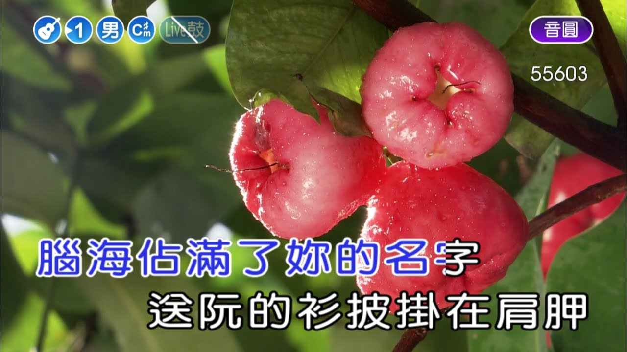 送阮的衫~許富凱~~男Cm井調~伴奏~導唱甲