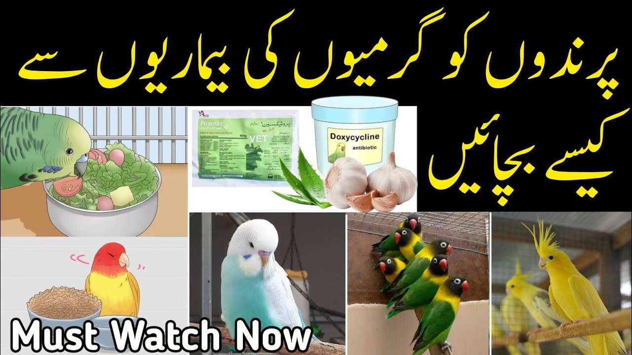 How to save birds from summer diseases / birds ko bemar hone se kasey bachie / summer care tips