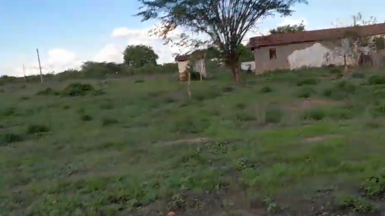 Mostrando o sítio do tio zezinho e tia zefinha apedido da prima Maria José🤎