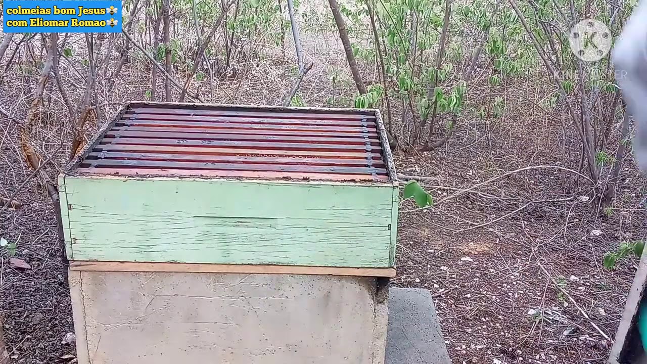 Segunda melgueira na colmeia de cimento🐝🐝.
