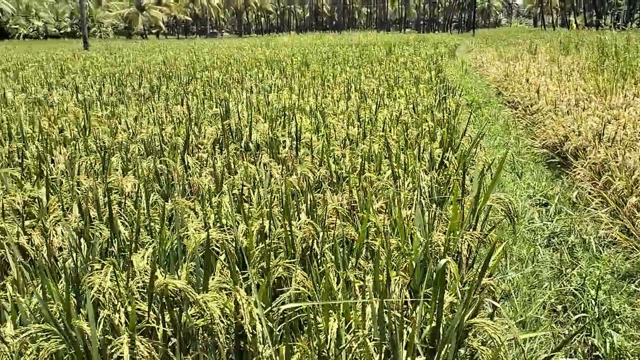 kurnool Sona paddy variety # short in height # medium duration # high yielding # non shattering#