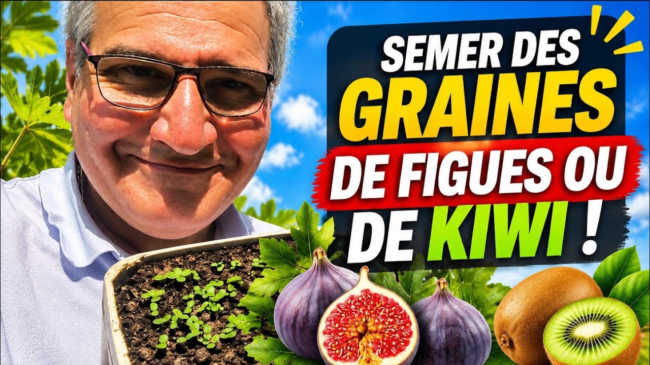 Faire pousser un figuier ou un kiwi à partir d'une graine : une loterie amusante ! 🥝