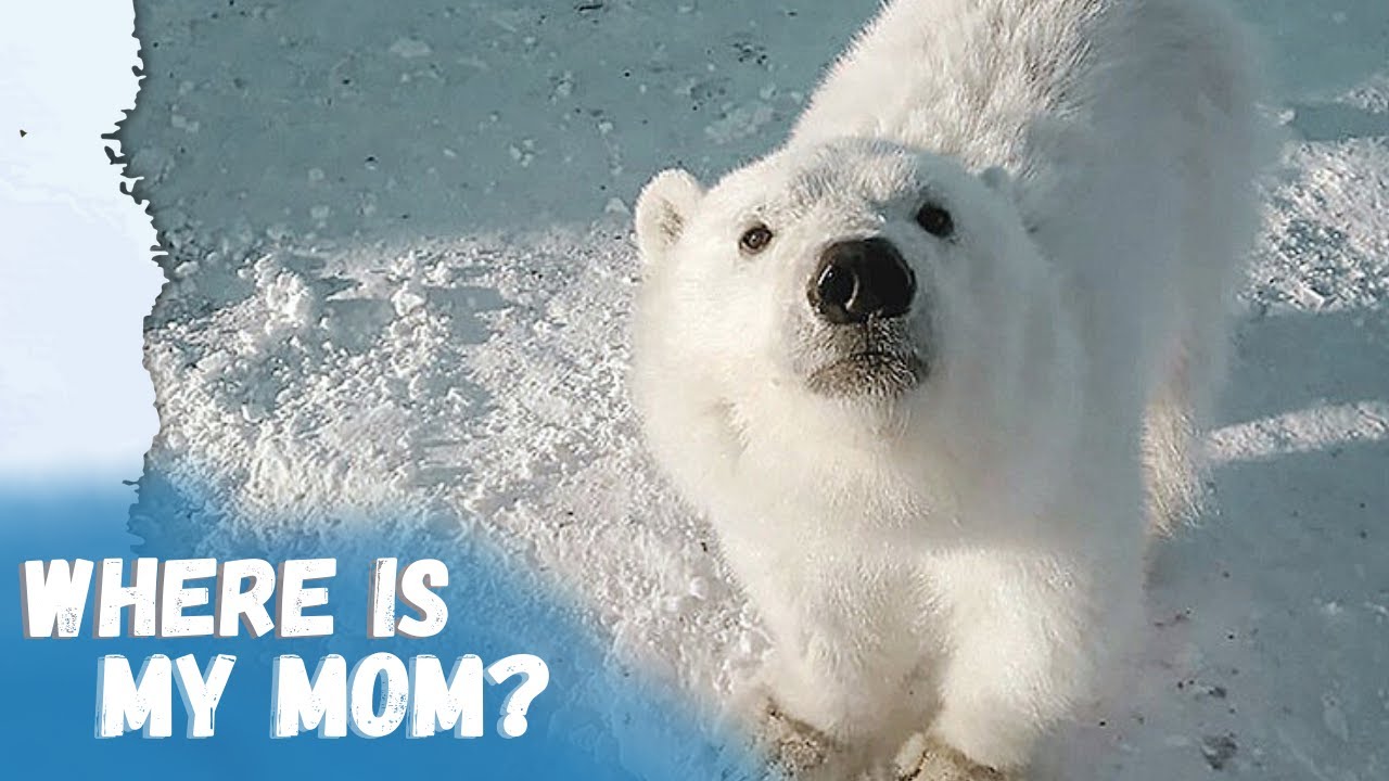 When Polar Bears Asking Humans For Help