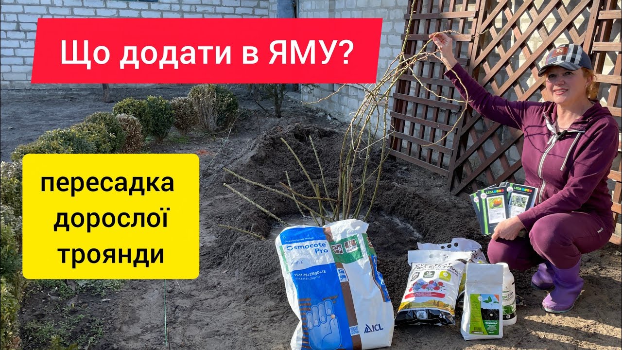 Пересаджую дорослу  ТРОЯНДУ-що обовязково додаю в посадкову яму.