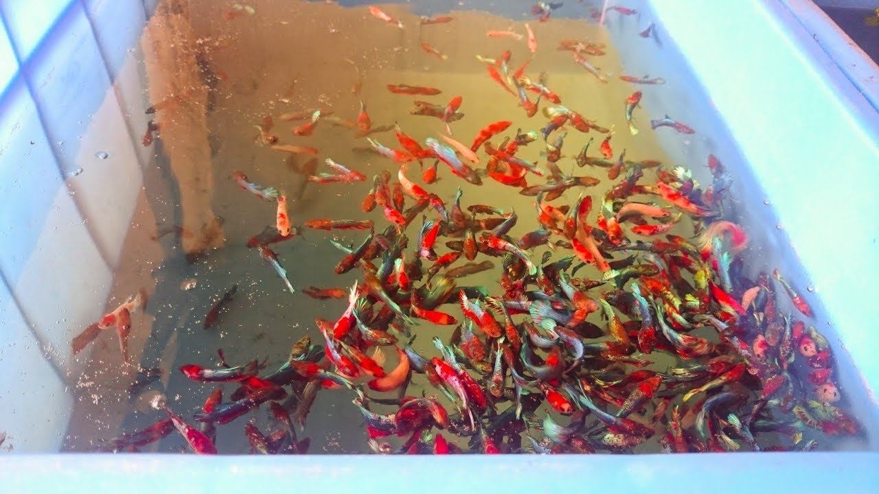betta fishs herd