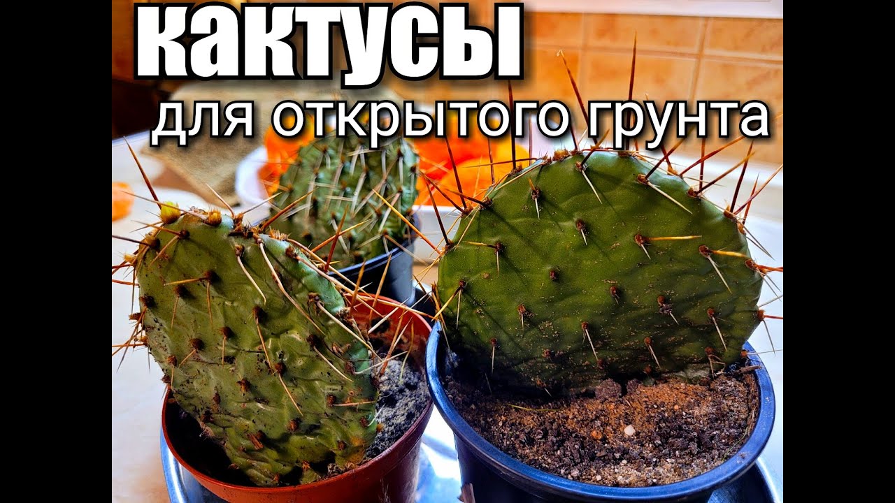 Зимостойкие кактусы/ Кактусы для открытого грунта/ Оpuntia/Escobaria/ Pediocactus/ #cactus #опунция