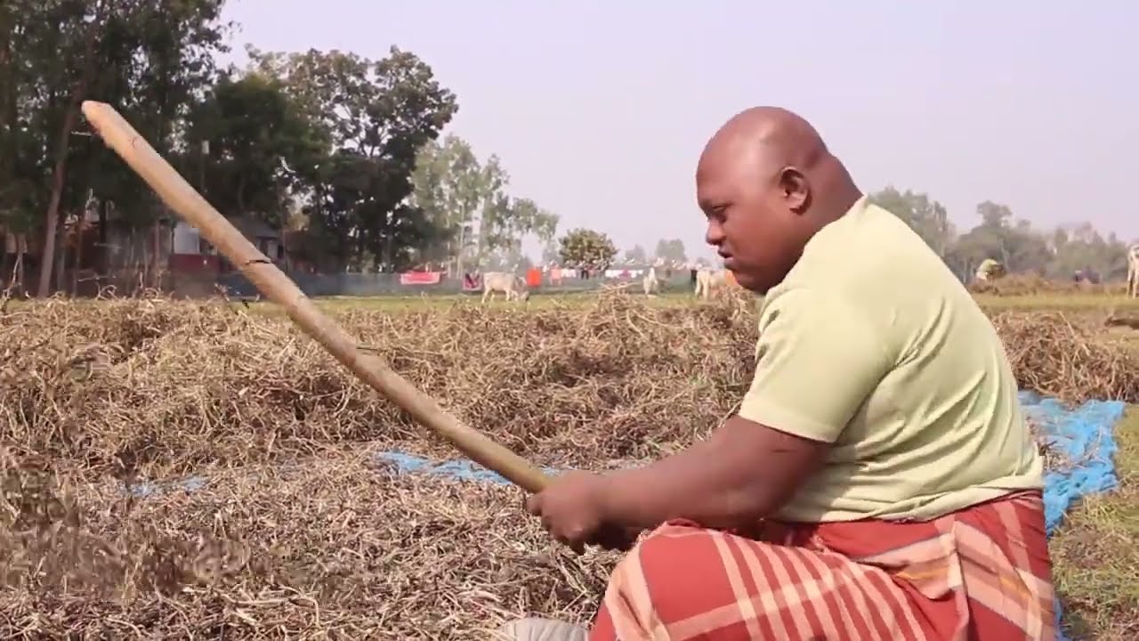 এক মুঠো ডালের পিচনে হাজার পরিশ্রম।