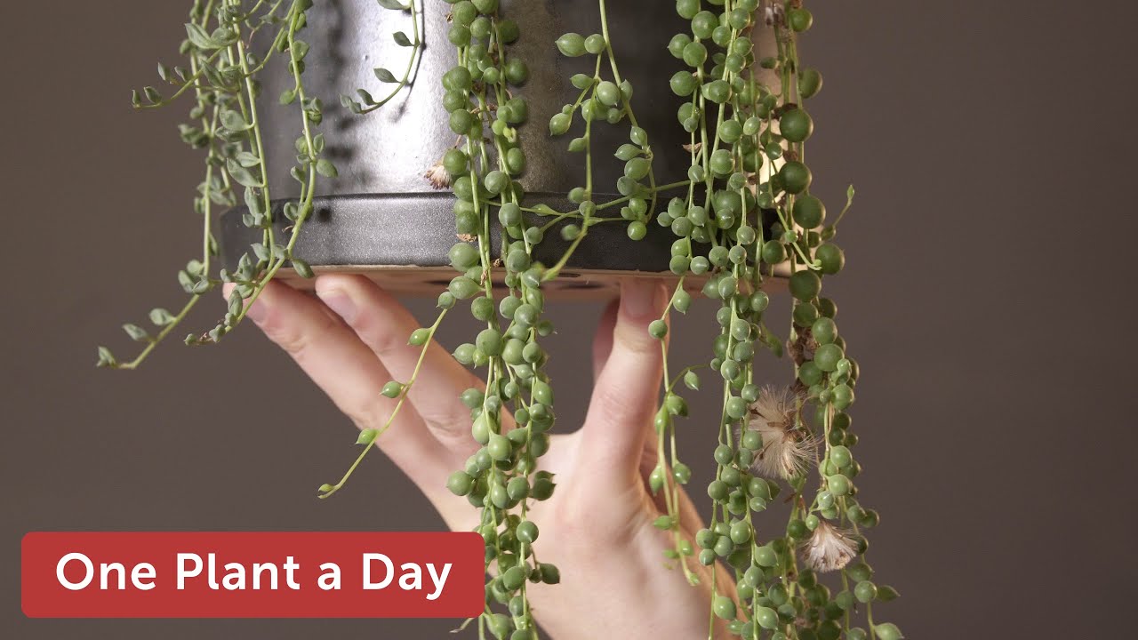 Curio rowleyanus (String of Pearls) Houseplant Care — 235 of 365