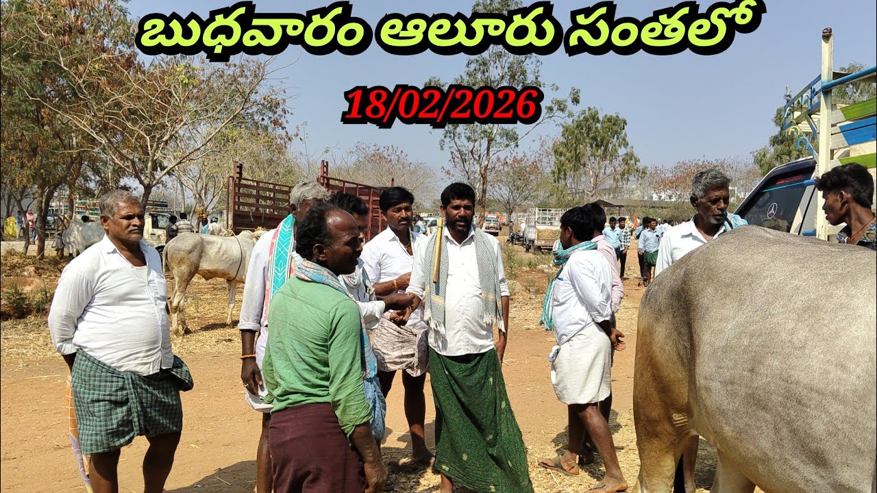 18/02/2026 బుధవారం ఆలూరు సంతలో బెనకల్ రుద్రప్ప అన్నగారు సింగల్ ఎద్దు ఏ విధంగా ధరలు అడుగుతున్నారు 