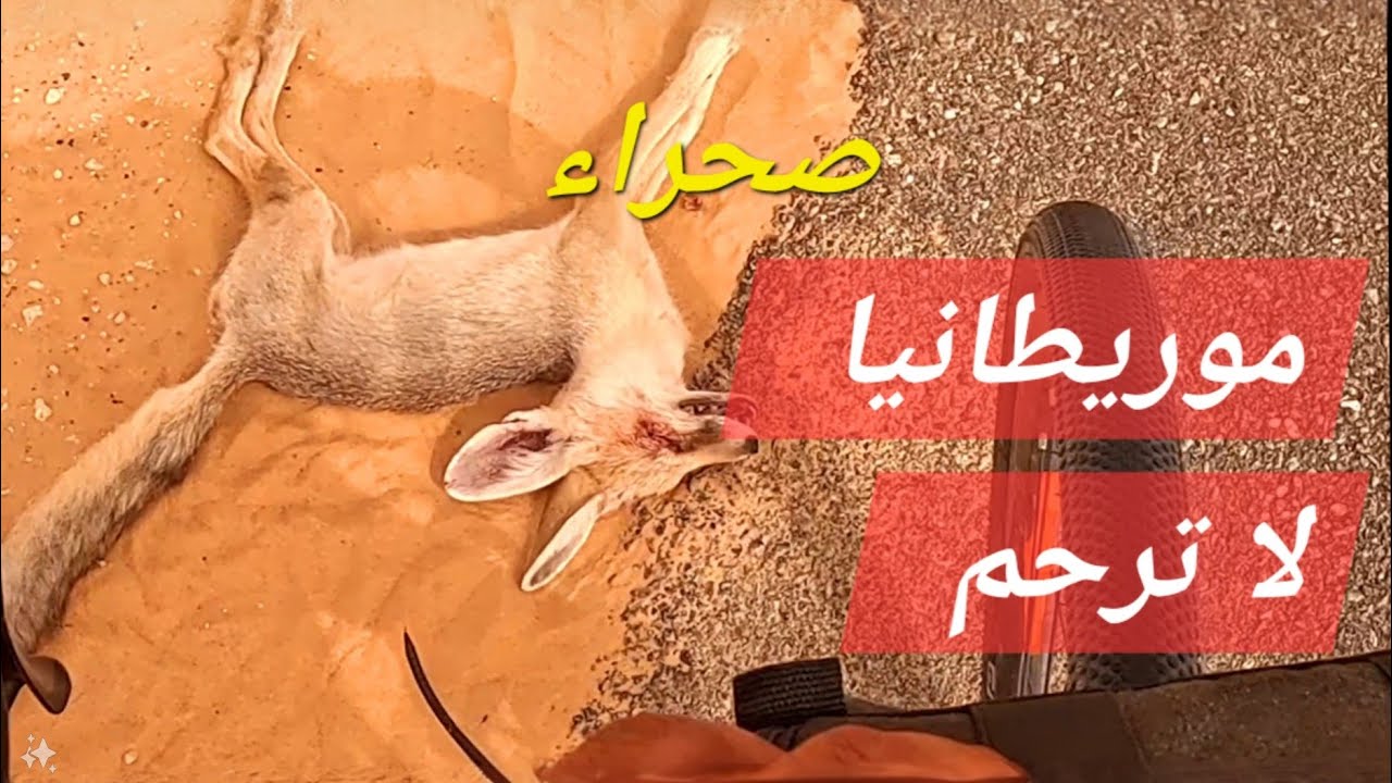 الى السينيغال بالدراجة الهوائية🇸🇳 مرحلة7/ هكذا تجاوزت صحراء موريتانيا القاتلة  🇲🇷🇲🇷🤕🥵