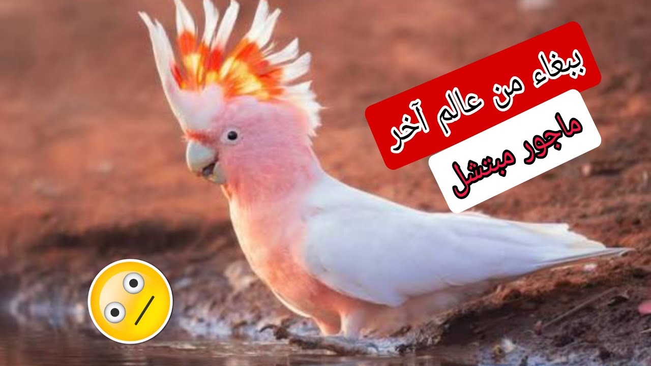 ببغاء ماجور ميتشل#رحلةمع الطائر الوردي#الساحر#ببغاء الصحاري الأسترالية