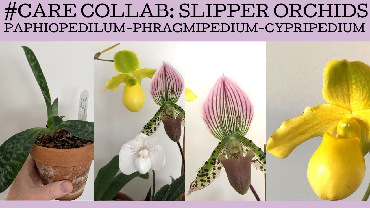 #carecollab: Slipper Orchids! Basic care and growing tips for this fabulous group of orchids!