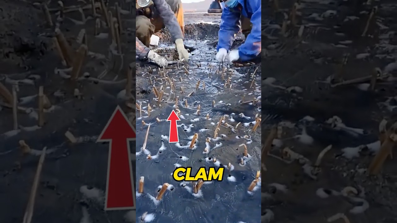 This Trick Beats Razor Clams 🌊