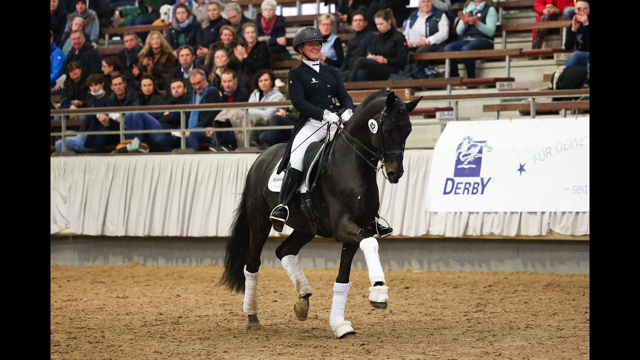 Elitehengstanwärter Speedway unter Kim Pfeiffer auf der Trakehner Hengstschau