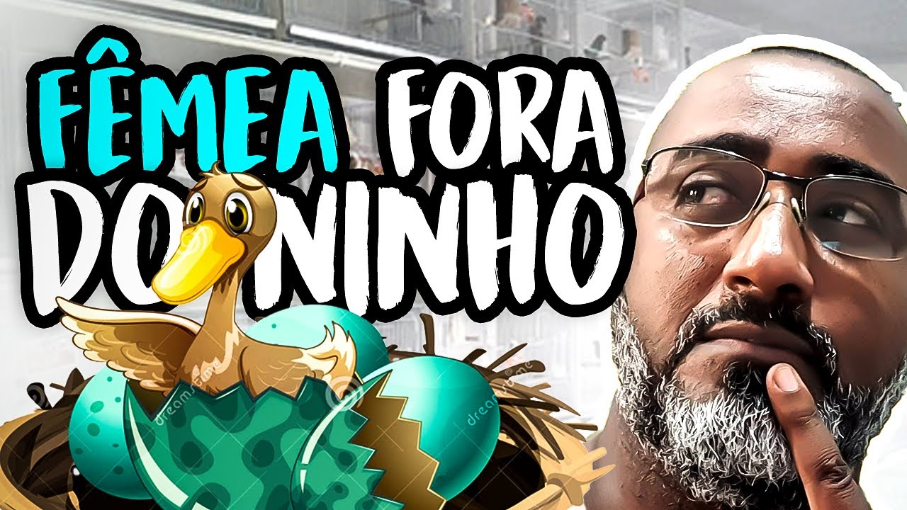FÊMEA DORMIU FORA DO NINHO| BULÚ PAPACAPIM