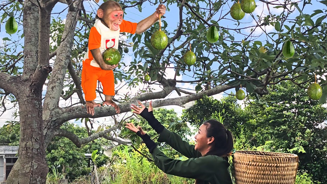 Monkey Su has a bumper avocado harvest ,secretly follows mom to farm