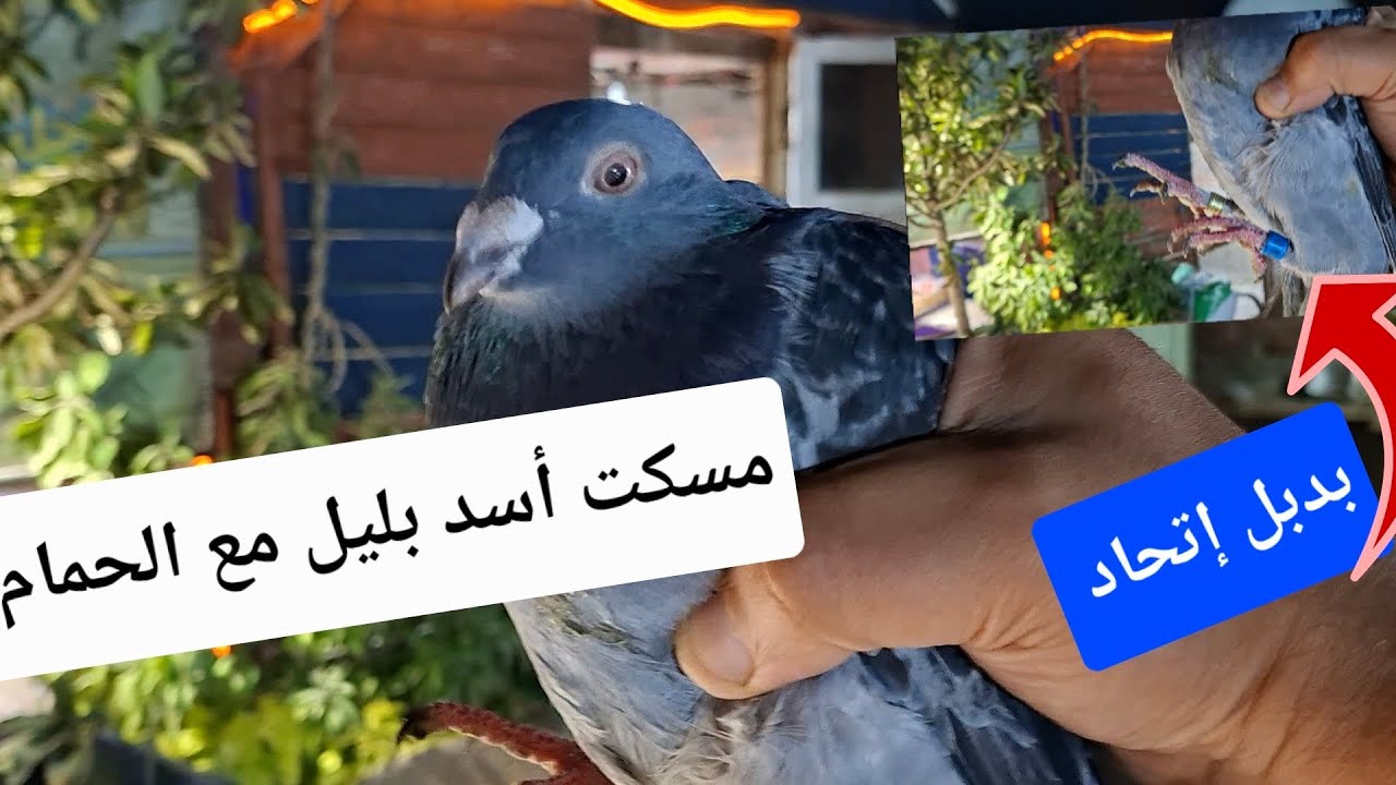 مسكت أسد بليل تعالو نشوف حصل ايه