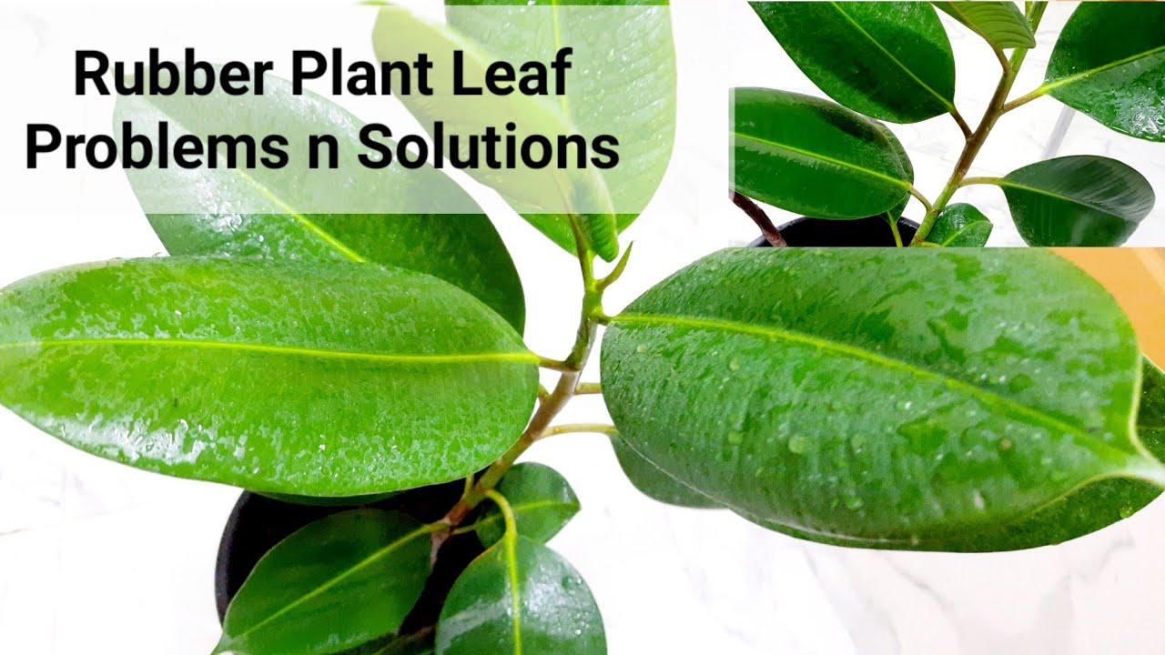 Rubber Plant Leaf Problems, leaf curling, leaves Droping,Leaves Falling1027 Reasons n Solutions🌿🥀