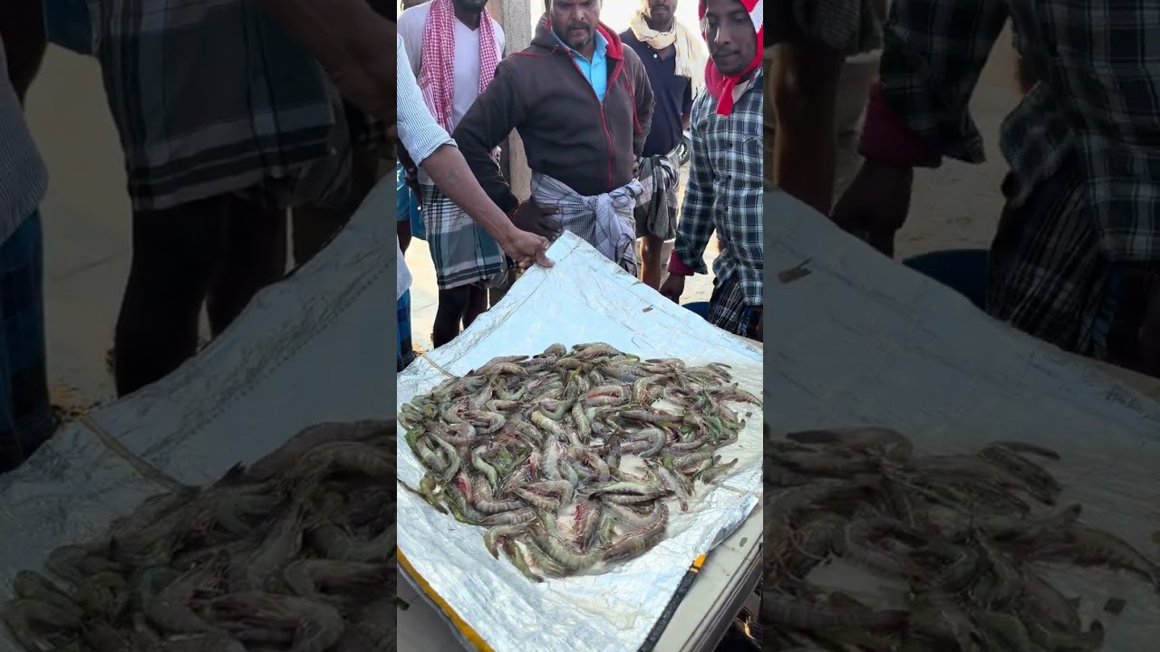 உயிர் இரால் நண்டு மீன்கள் ஏலம் முத்துக்குடா மீன் மார்க்கெட் #seafood #seafoodprep #fish #fishing
