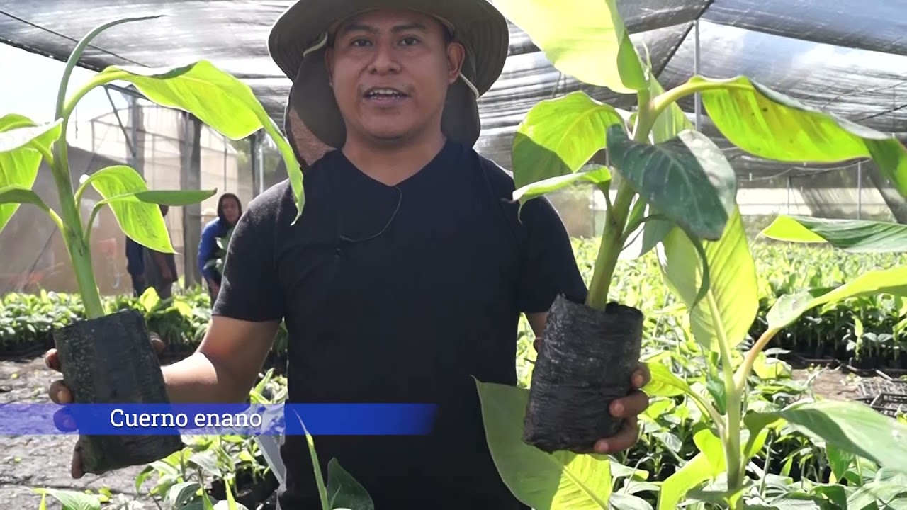 Tecnologías de plántula in vitro en el cultivo del plátano