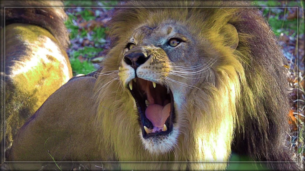 Roaring Lions - Deafening Duet by the Kings of the Jungle #zoo