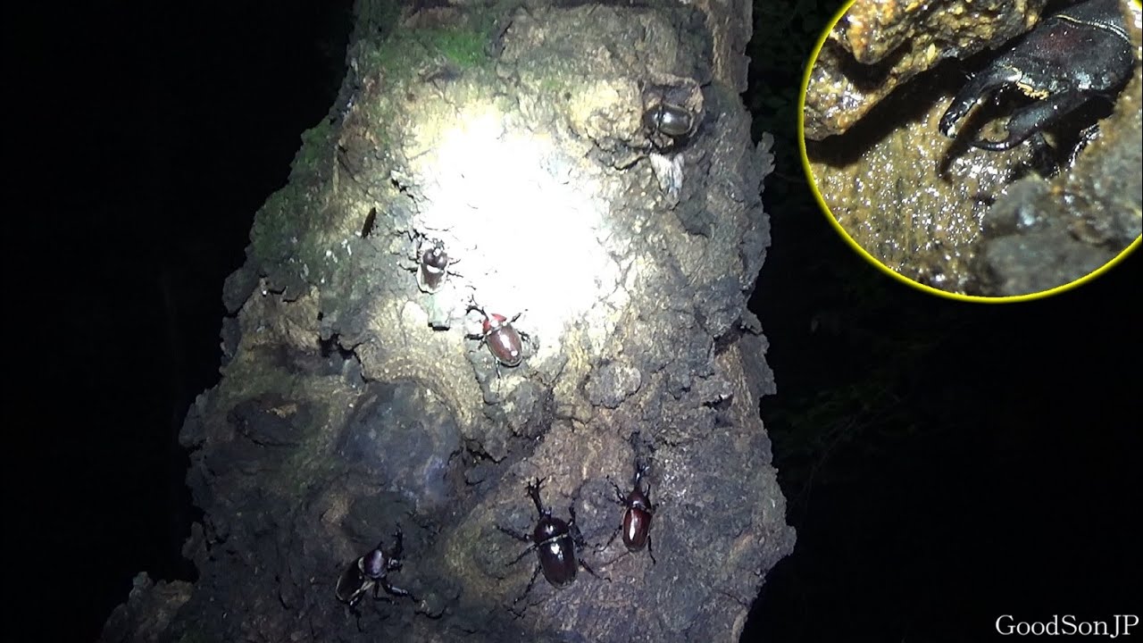 ちょっとマイナーなオオクワガタ属のクワガタを探しに夜の森に入ったら、森の中はカブトムシだらけだった...