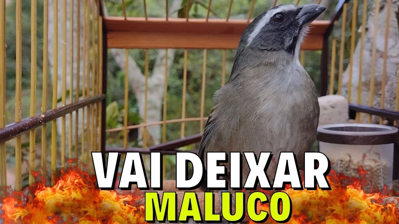 ESQUENTAR TRINCA FERRO FRIO COM TRINCA FERRO NO MATO FAÇA O TESTE ESQUENTAR TRINCA FERRO FRIO RÁPIDO