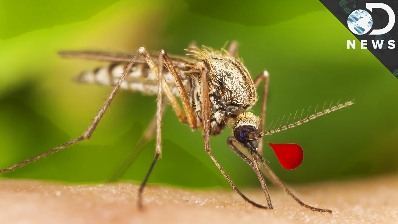 Why Are Mosquitoes So Good at Carrying Disease?