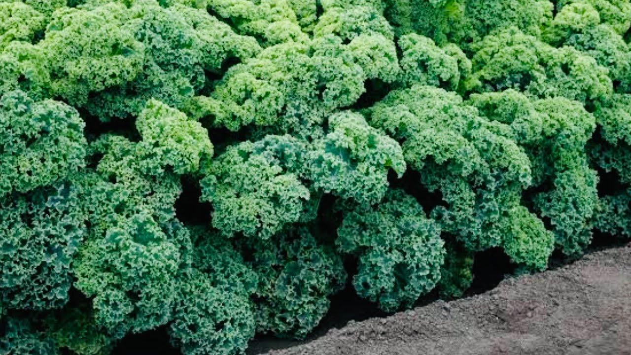 COUVE KALE CALIFÓRNIA É LINDA E SUPER NUTRITIVA