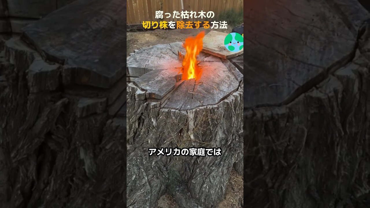 腐った枯れ木の切り株を除去する方法